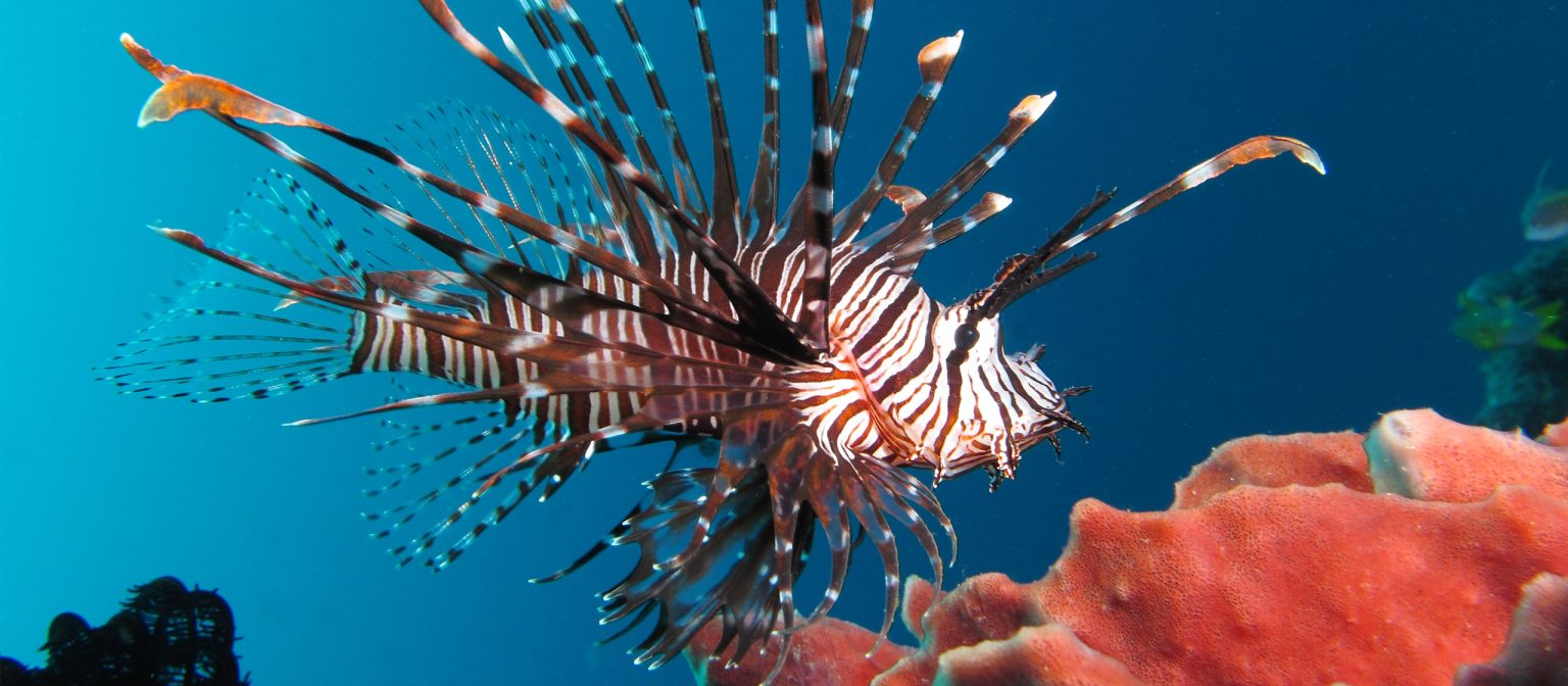 Lionfish sting - Alert Diver Magazine | DAN Europe