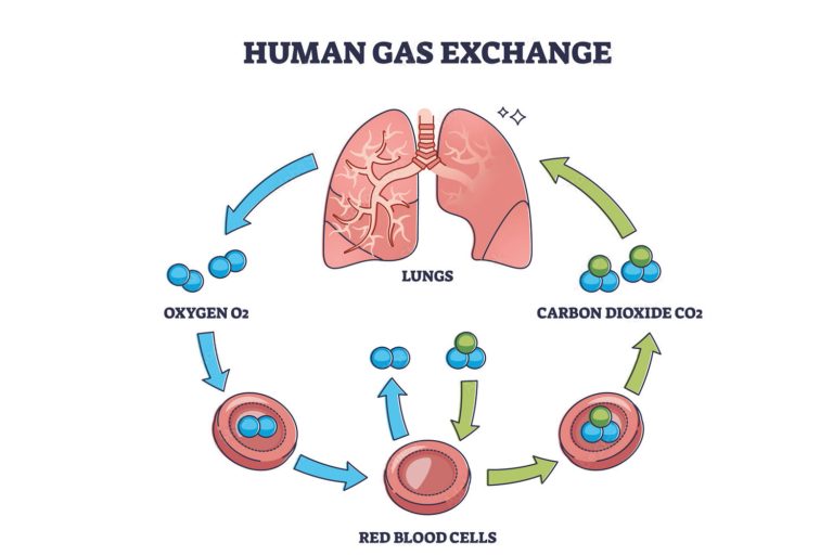 Carbon Dioxide – the Dreaded Enemy (part 1) - Alert Diver Magazine ...